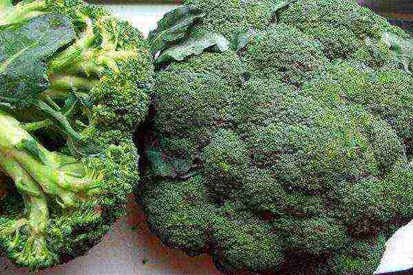 kung paano palaguin ang broccoli sa labas ng Ural