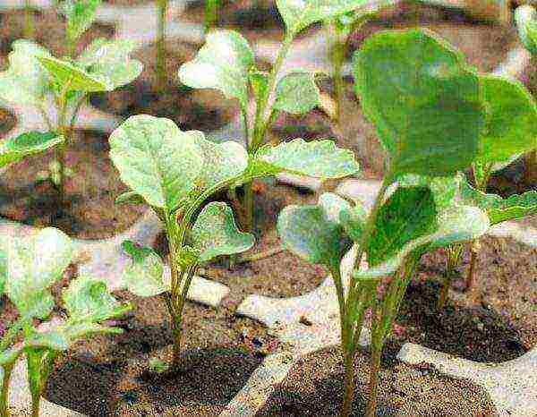 kung paano palaguin ang broccoli sa labas ng Ural