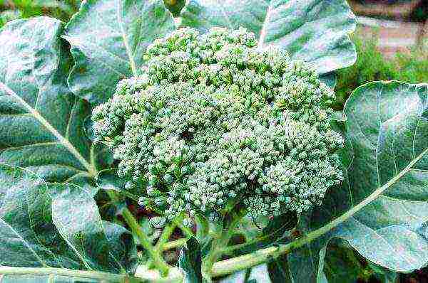 how to grow broccoli outdoors in the Urals