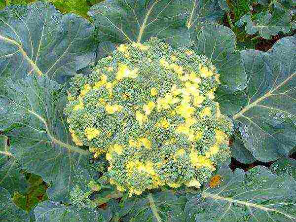 how to grow broccoli outdoors in the Urals