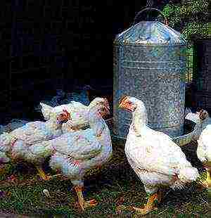 how to raise broiler chickens at home