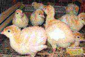 how to raise broiler turkeys at home