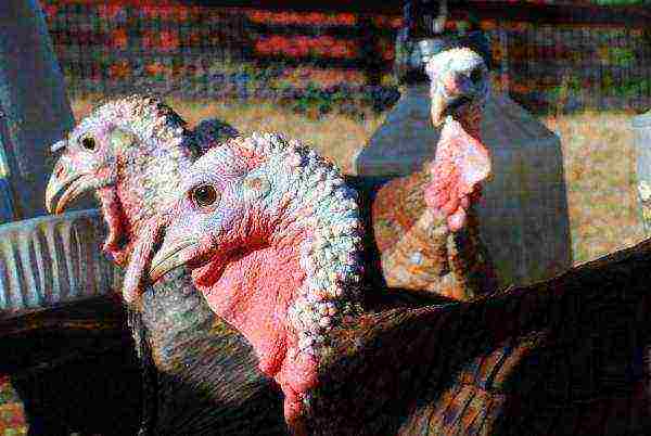 how to raise broiler turkeys at home