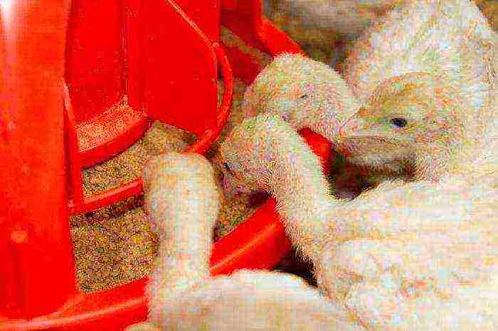 how to raise broiler turkeys at home