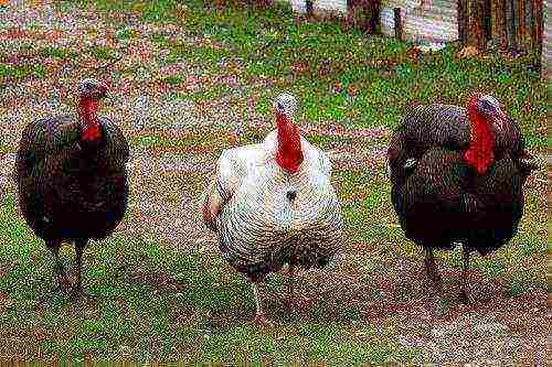 kung paano itaas ang mga broiler turkey sa bahay