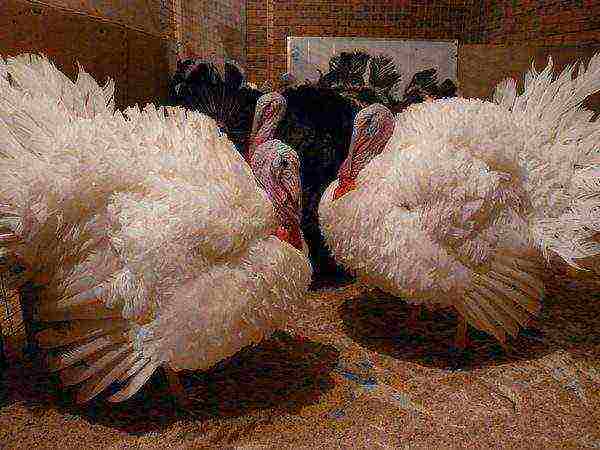 how to raise broiler turkeys at home