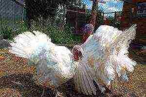 how to raise broiler turkeys at home