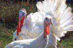 how to raise broiler turkeys at home