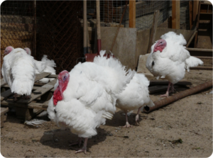 how to raise broiler turkeys at home