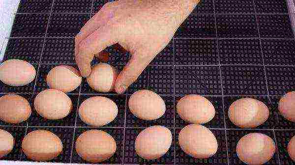 how to grow broilers at home in winter