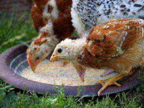 วิธีการปลูกไก่เนื้อที่บ้านในฤดูหนาว