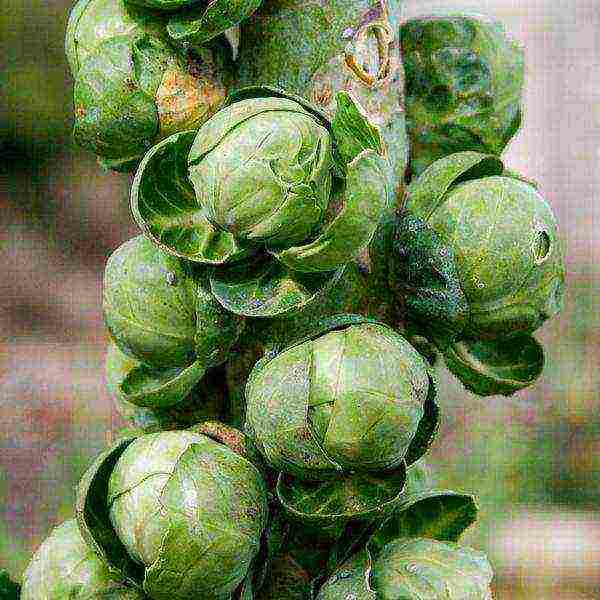 how to grow Brussels sprouts outdoors