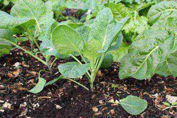 how to grow Brussels sprouts outdoors