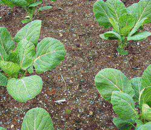 how to grow Brussels sprouts outdoors