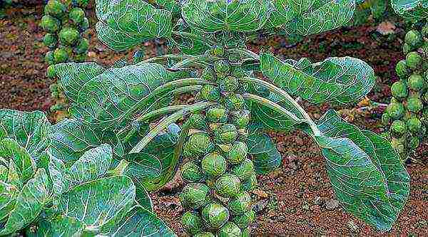 how to grow Brussels sprouts outdoors