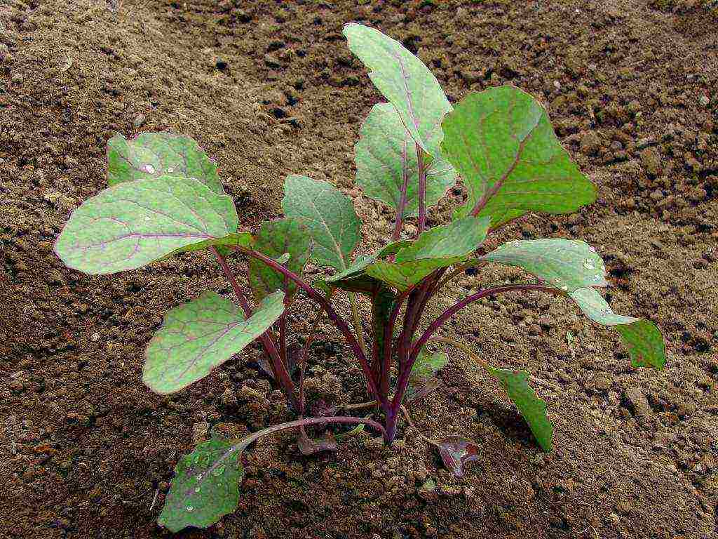 how to grow Brussels sprouts outdoors