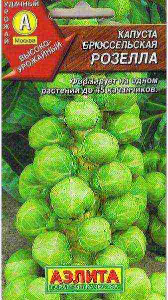 kung paano palaguin ang mga sprout ng Brussels sa labas ng bahay