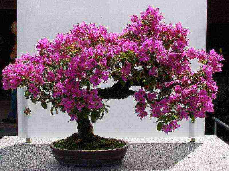 kung paano palaguin ang bougainvillea sa bahay