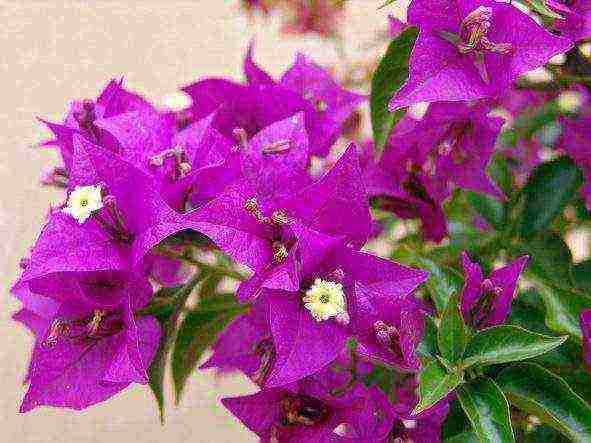 how to grow bougainvillea at home