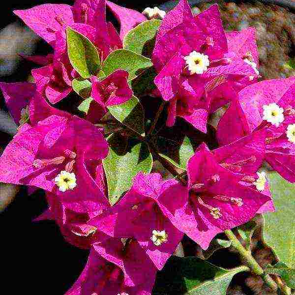 kung paano palaguin ang bougainvillea sa bahay