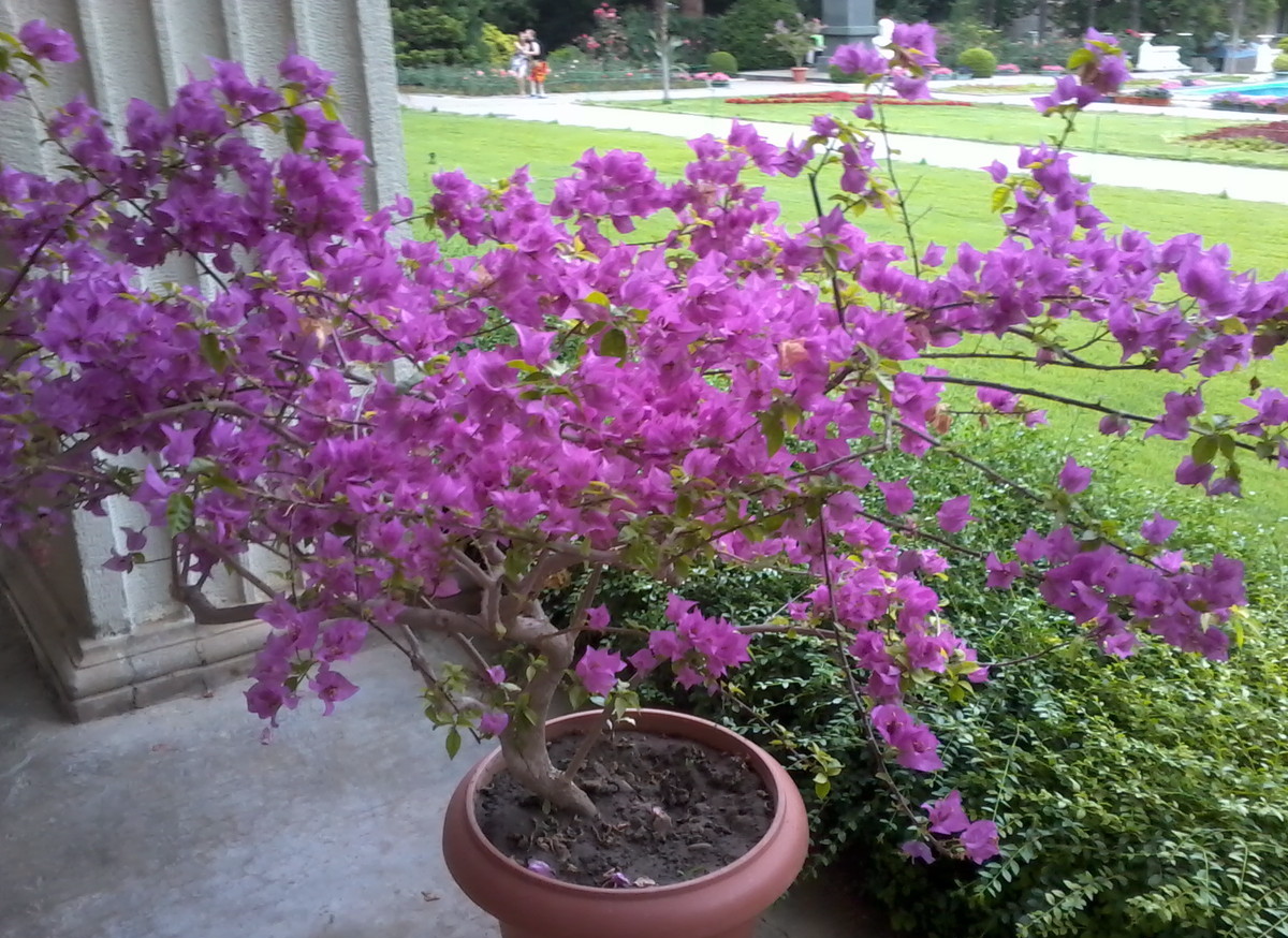 kung paano palaguin ang bougainvillea sa bahay