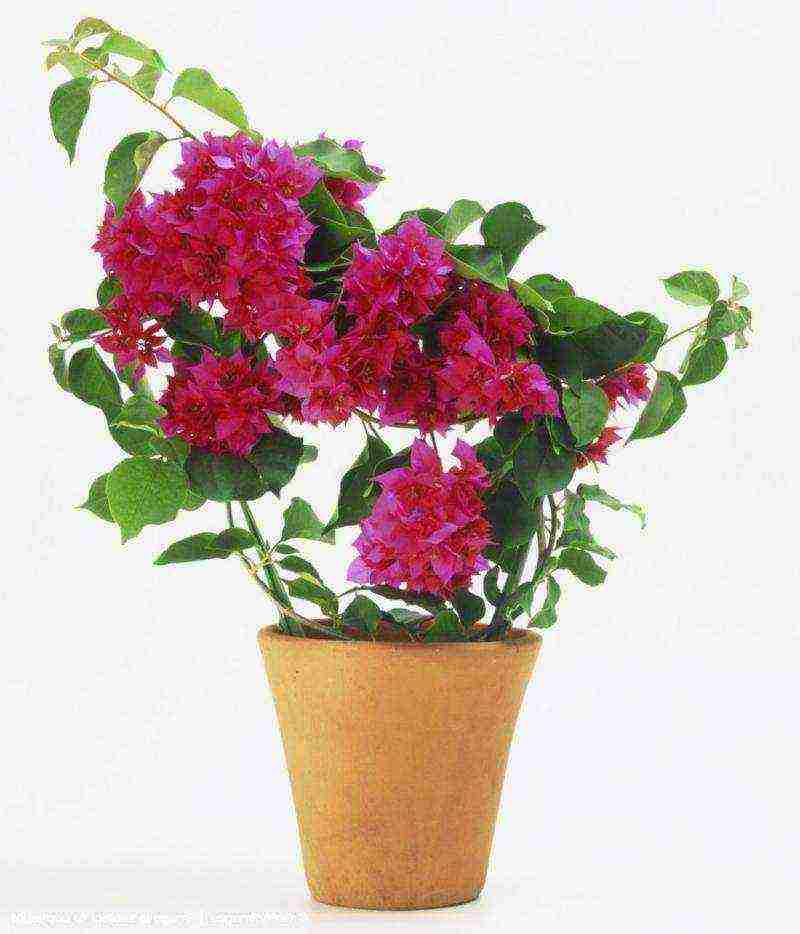 how to grow bougainvillea at home