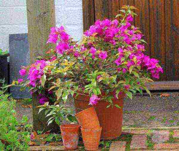 kung paano palaguin ang bougainvillea sa bahay