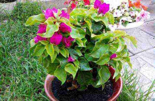 kung paano palaguin ang bougainvillea sa bahay