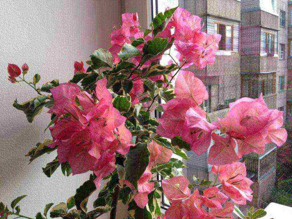 how to grow bougainvillea at home