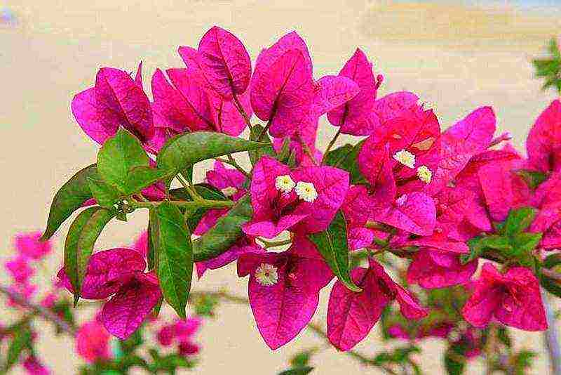 kung paano palaguin ang bougainvillea sa bahay