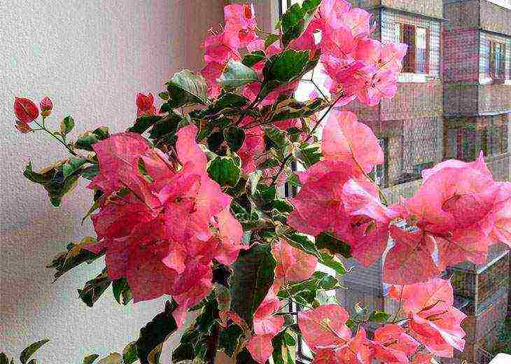 kung paano palaguin ang bougainvillea sa bahay