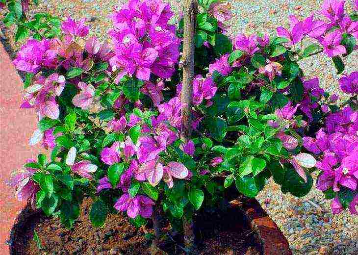 kung paano palaguin ang bougainvillea sa bahay