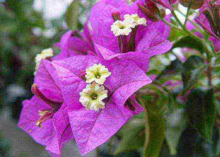 kung paano palaguin ang bougainvillea sa bahay