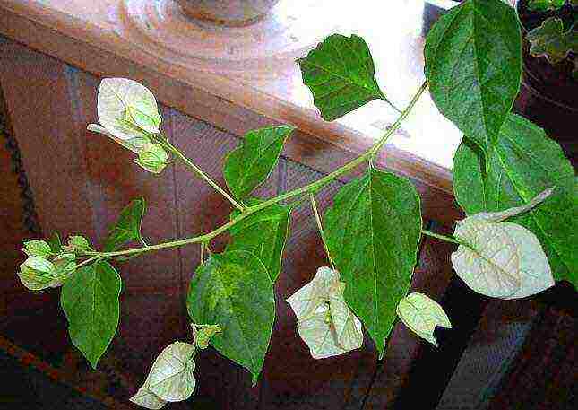 kung paano palaguin ang bougainvillea sa bahay