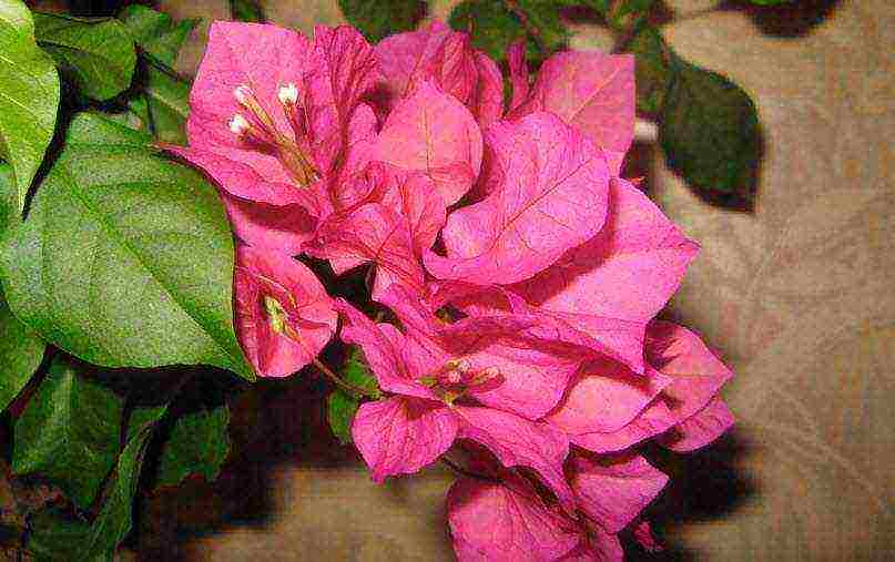 how to grow bougainvillea at home