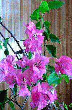 how to grow bougainvillea at home