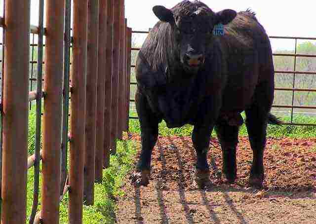 how to raise bulls at home