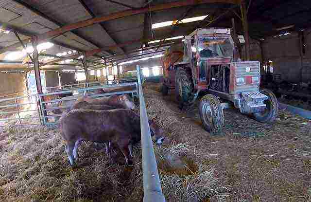 kung paano magtaas ng toro sa bahay