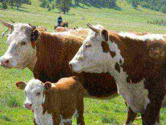 kung paano magtaas ng toro sa bahay