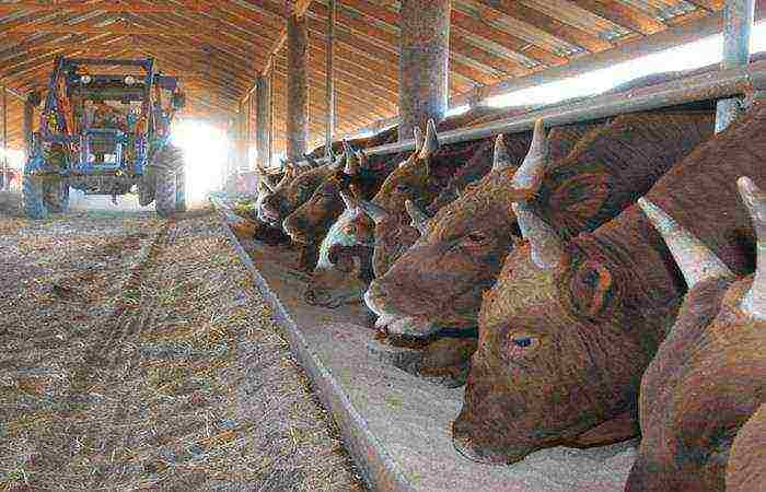 how to raise bulls at home