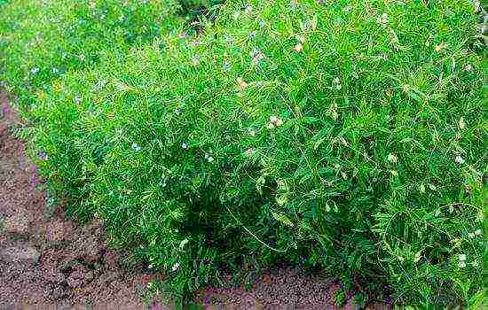 kung paano magtanim ng mga lentil sa bahay