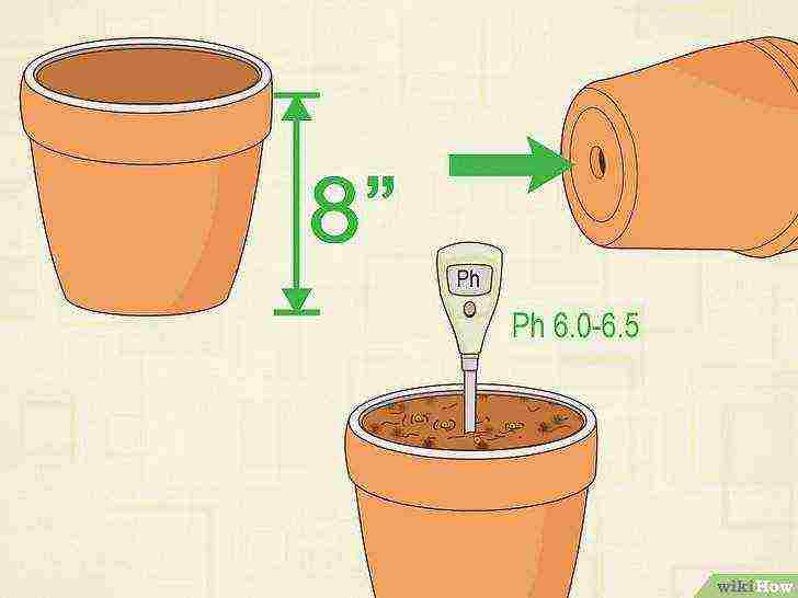 how to grow lentils at home