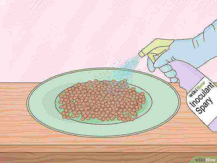 how to grow lentils at home