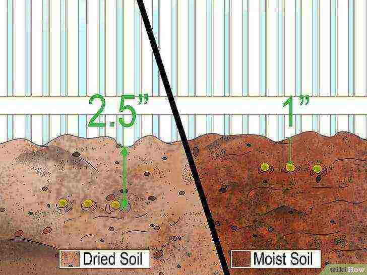 how to grow lentils at home