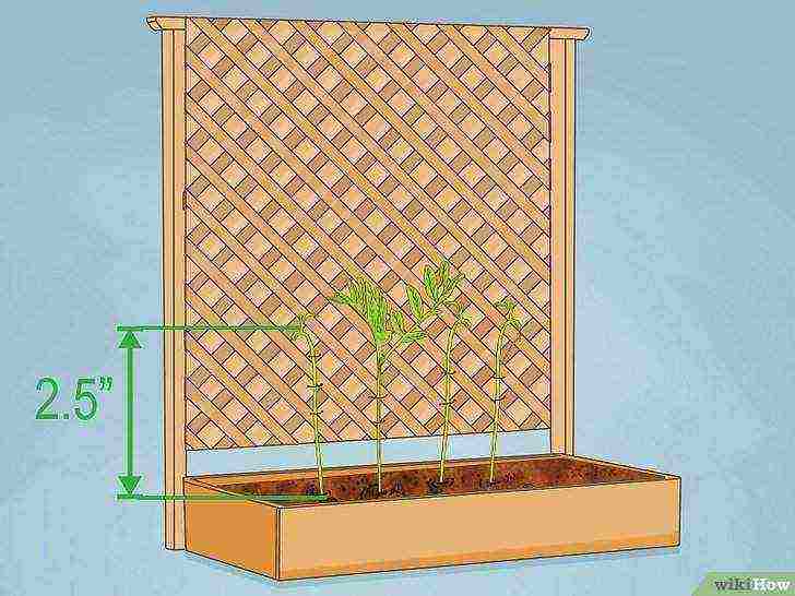 how to grow lentils at home