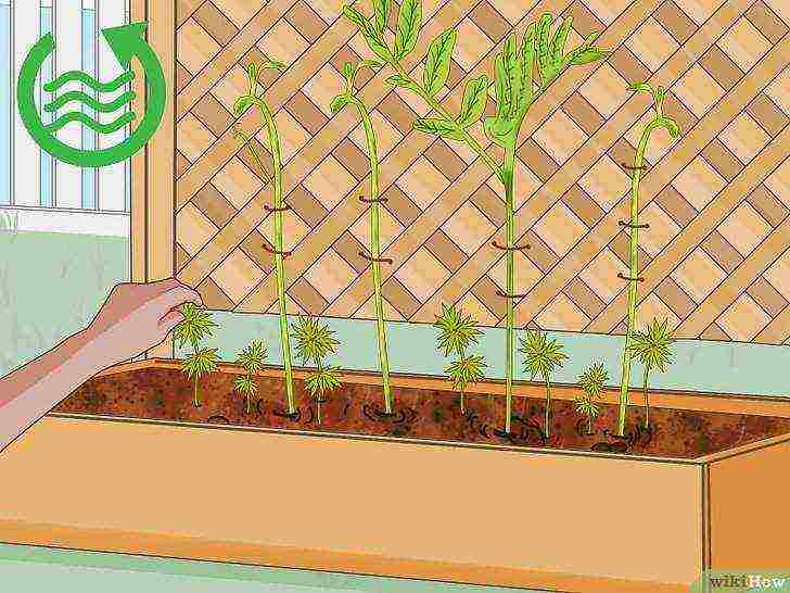 how to grow lentils at home