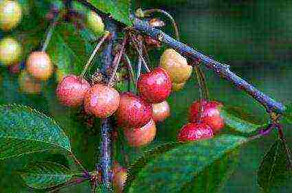 how to grow cherries at home