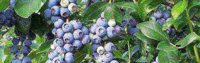 how to grow blueberries from seeds at home