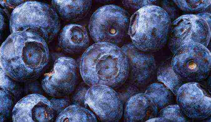 how to grow blueberries from seeds at home