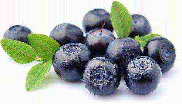 how to grow blueberries from seeds at home